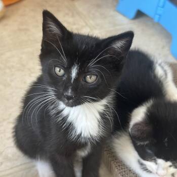 Mittens -  Domestic Short Hair Cat for Adoption in York, Pennsylvania - Mittens | PetCurious