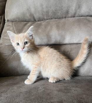 Wyatt ~ Available at PetSmart Warsaw, IN!! -  Domestic Short Hair Cat for Adoption in Rochester, Indiana - Wyatt ~ Available At PetSmart Warsaw, IN!! | PetCurious
