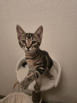 Darius -  Domestic Short Hair Cat for Adoption in Mckinney, Texas - Darius | PetCurious