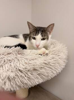 Jacoby -  Domestic Short Hair Cat for Adoption in Fulton, New York - Jacoby | PetCurious