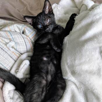 Rescue Domestic Short Hair Cats for Adoption in Los Angeles, California - Eagle | PetCurious