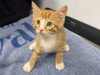 BUDDY -  Domestic Short Hair Cat for Adoption in Ames, Iowa - BUDDY | PetCurious