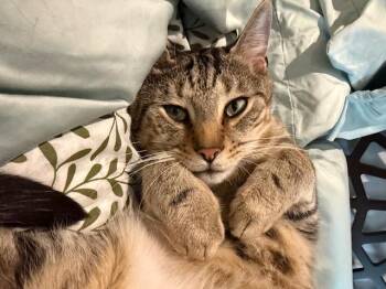 Rescue Domestic Short Hair Cats for Adoption in New York, New York - Melo | PetCurious