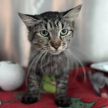 Champagne Toast -  Domestic Medium Hair Cat for Adoption in Matteson, Illinois - Champagne Toast | PetCurious