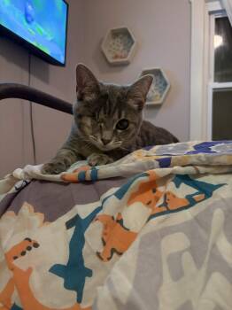 Eye-Leen -  Domestic Short Hair Cat for Adoption in South Euclid, Ohio - Eye-Leen | PetCurious