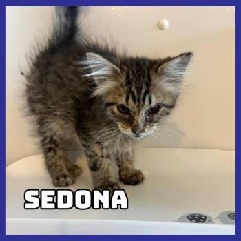 Sedona -  Domestic Medium Hair Cat for Adoption in Glenwood, Minnesota - Sedona | PetCurious