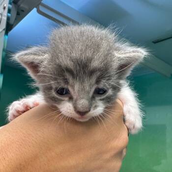 Rescue Domestic Short Hair Cats for Adoption in Zimmerman, Minnesota - Hershey | PetCurious