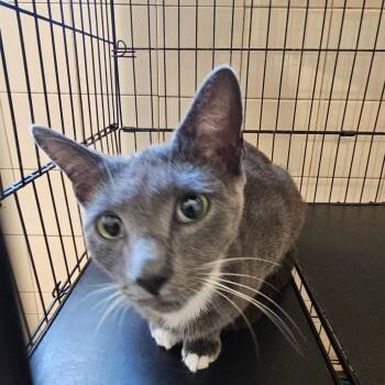 Domestic Short Hair Cats Available for Adoption - Moon | PetCurious