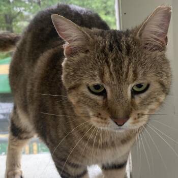 Domestic Short Hair Cats Available for Adoption in Eureka Springs, Arkansas - Leroy | PetCurious