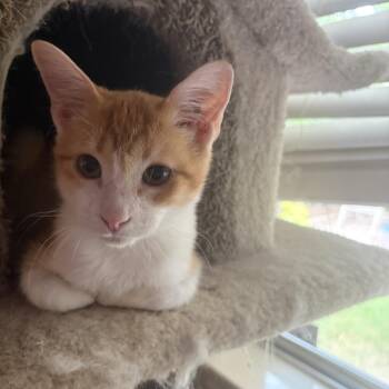 Patrick -  Domestic Short Hair Cat for Adoption in Austin, Texas - Patrick | PetCurious