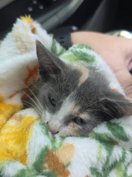 Nugget -  Calico Cat for Adoption in College Station, Texas - Nugget | PetCurious