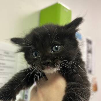 Domestic Long Hair Cats Available for Adoption in Charleston, West Virginia - Nox | PetCurious