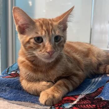 Mickey -  Domestic Short Hair Cat for Adoption in Long Beach, California - Mickey | PetCurious