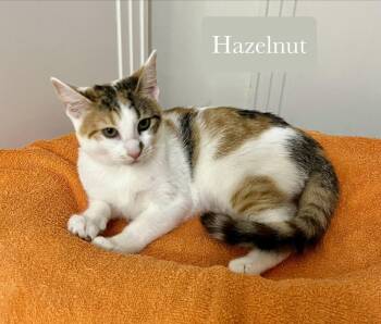Hazelnut -  Domestic Short Hair Cat for Adoption in Chalfont, Pennsylvania - Hazelnut | PetCurious