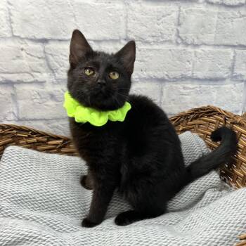 Domestic Short Hair Cats Available for Adoption - Cappuccino | PetCurious