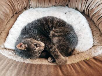 Rescue Domestic Short Hair Cats for Adoption in Apex, North Carolina - Ham | PetCurious