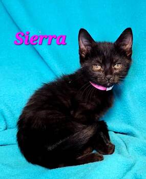 Domestic Short Hair Cats Available for Adoption in Macon, Georgia - Sierra | PetCurious