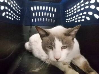 Siamese Cats Available for Adoption in Oroville, California - JAZMIN | PetCurious