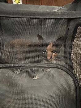 Rescue Domestic Short Hair Cats for Adoption in Douglasville, Georgia - Tri Cabrera | PetCurious