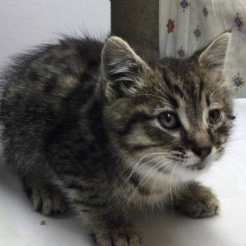 Domestic Short Hair Cats Available for Adoption - TIMMY | PetCurious