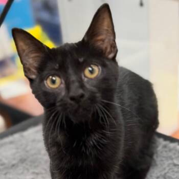Artichoke -  Domestic Short Hair Cat Available for Adoption in Cumming, Georgia - Artichoke | PetCurious