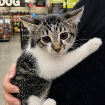 Oliver -  Domestic Short Hair Cat for Adoption in Sacramento, California - Oliver | PetCurious