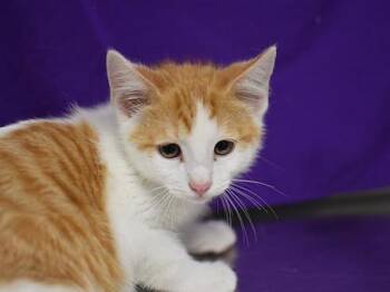 Bud -  Domestic Short Hair Cat for Adoption in Portland, Oregon - Bud | PetCurious