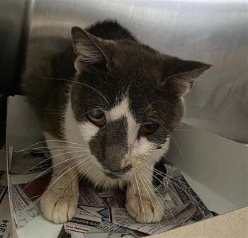 TROY -  Domestic Short Hair Cat for Adoption in San Antonio, Texas - TROY | PetCurious
