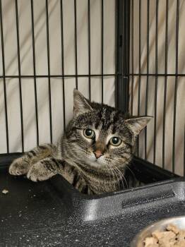 Tabby Cats Available for Adoption in Calgary, Alberta - Osprey | PetCurious