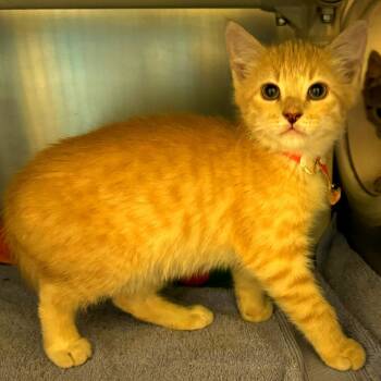 Drive Shaft -  Domestic Short Hair Cat for Adoption in Cheyenne, Wyoming - Drive Shaft | PetCurious
