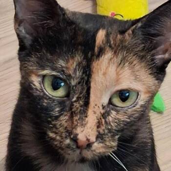 Molly -  Domestic Short Hair Cat for Adoption in Ballston Spa, New York - Molly | PetCurious