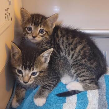 Ashoka -  Domestic Short Hair Cat for Adoption in Pauls Valley, Oklahoma - Ashoka | PetCurious