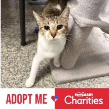 Domestic Short Hair Cats Available for Adoption in Falls Church, Virginia - Sweet Pea | PetCurious