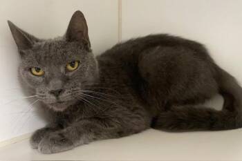Moon -  Domestic Short Hair Cat for Adoption in Houghton Lake, Michigan - Moon | PetCurious