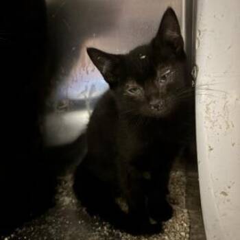 A614341 -  Domestic Short Hair Cat for Adoption in Modesto, California - A614341 | PetCurious