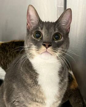 Greyson -  Domestic Short Hair Cat for Adoption in Golden, Colorado - Greyson | PetCurious