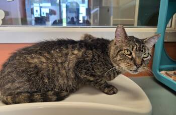 Rescue Domestic Short Hair Cats for Adoption in Dickson, Tennessee - Rex | PetCurious