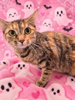 WHOOPIE -  Domestic Short Hair Cat for Adoption in Raleigh, North Carolina - WHOOPIE | PetCurious