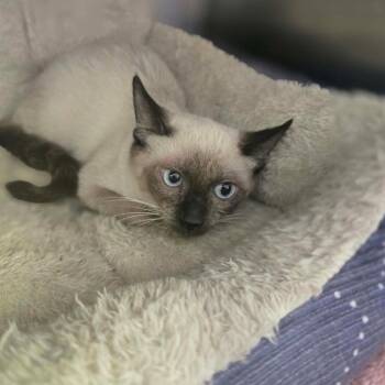 Susie Cat OS NV -  Siamese Cat for Adoption in Las Vegas, Nevada - Susie Cat OS NV | PetCurious
