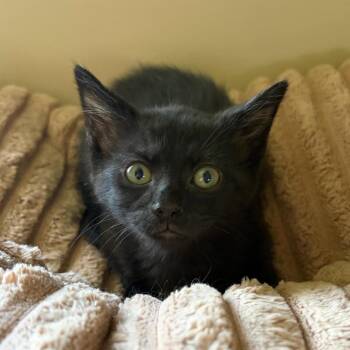 Thomas -  Domestic Short Hair Cat for Adoption in Beulaville, North Carolina - Thomas | PetCurious