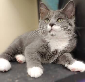 Rescue Domestic Short Hair Cats for Adoption in Belmont, New York - Bun Bun | PetCurious