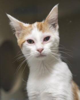 Libby -  Domestic Short Hair Cat for Adoption in Pequot Lakes, Minnesota - Libby | PetCurious