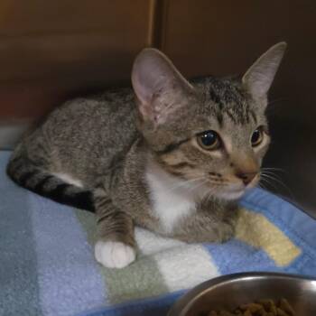 Nia -  Domestic Short Hair Cat for Adoption in Jessup, Maryland - Nia | PetCurious