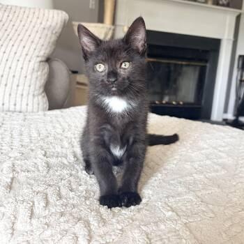 Rocky -  Domestic Short Hair Cat for Adoption in Alexandria, Virginia - Rocky | PetCurious
