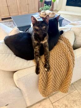 Rescue Tortoiseshell Cats for Adoption in Spring, Texas - Pinto Bean - Riley Fuzzel FH Ivy | PetCurious