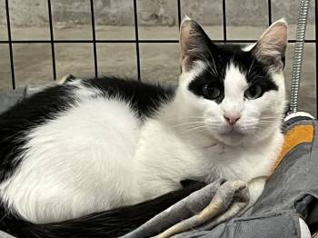 Rescue Domestic Short Hair Cats for Adoption in Bolton, Connecticut - Katy | PetCurious