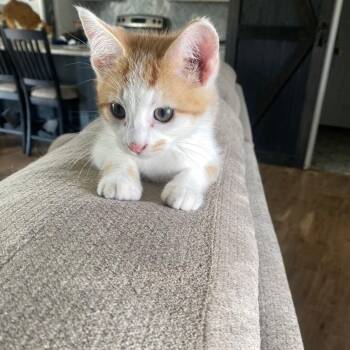 Bobby -  American Bobtail Cat for Adoption in Mineral Point, Wisconsin - Bobby | PetCurious