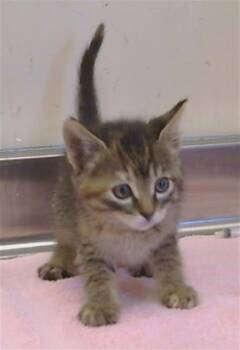 CARLOTTA -  Domestic Short Hair Cat for Adoption in Sacramento, California - CARLOTTA | PetCurious