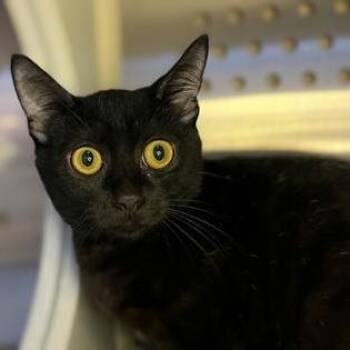 Jovial -  Domestic Short Hair Cat for Adoption in Newberg, Oregon - Jovial | PetCurious