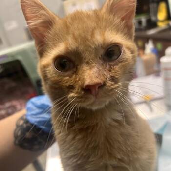 Forrest -  Domestic Short Hair Cat for Adoption in Summerville, South Carolina - Forrest | PetCurious